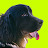 Ducky Dog