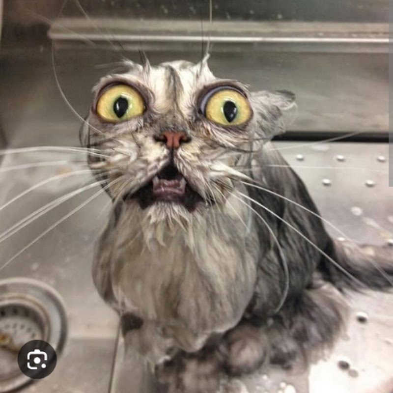 MemeMeow Magic

