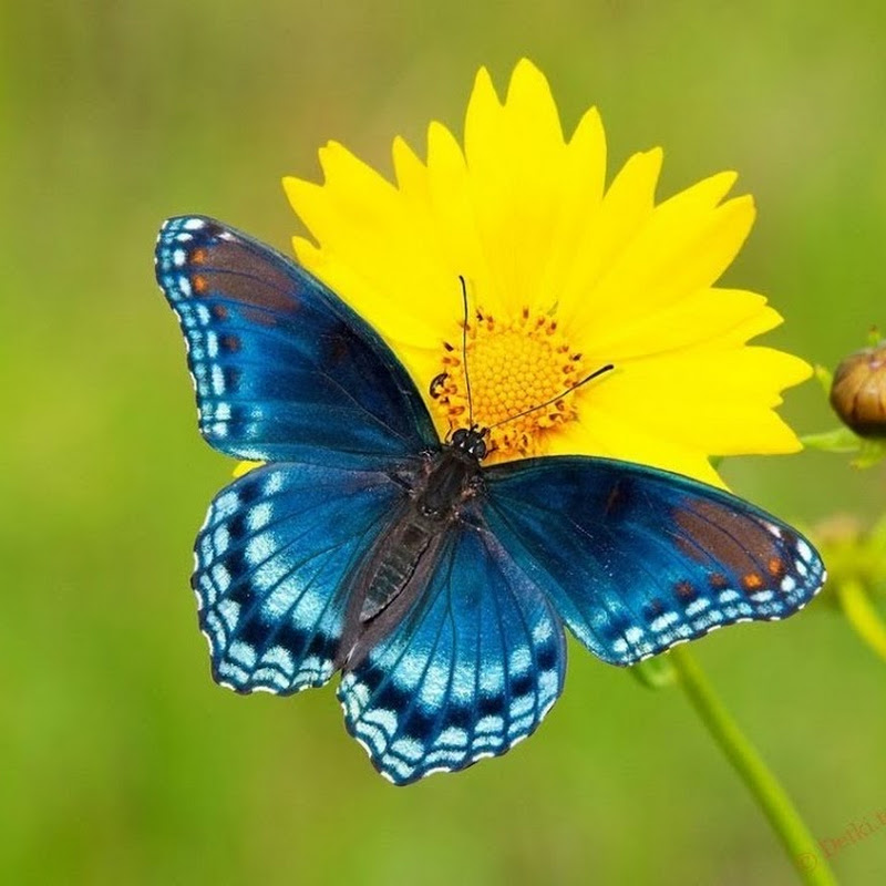 ДОБРОГО РАНКУ Logo