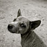 avDUReBKzA0-channel-avatar-Paws Bliss Haven