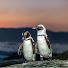 vxMmZjY_XtA-channel-avatar-Penguin_shaped_lamp