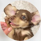 カニンヘンダックスフンドのツナ🐟