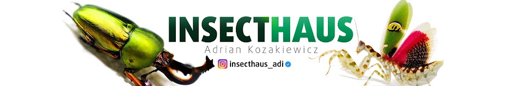 InsecthausTV ইউটিউব চ্যানেল অ্যাভাটার