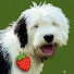 9V-5mkfIWTk-channel-avatar-strawberry in wonder- bark