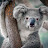 Koala Does Everything