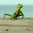 co2s-3QKn3w-channel-avatar-Harry The Lizard