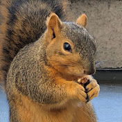 Squirrel Life