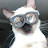 @Cat_in-glasses.
