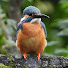 jOgAUfoXgAs-channel-avatar-Every season is bird season!【季節観いろ鳥撮り】