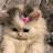 @Manu_2011_Z