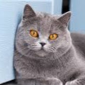 Funny and cute cats