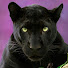 hUqFpIzvKls-channel-avatar-NevadanPanther