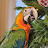 @Adi-Fox's avatar