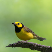 Pittsburgh Bird Photographer