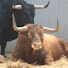 N3CdHrwlA34-channel-avatar-Fauna y Toros Pamplona