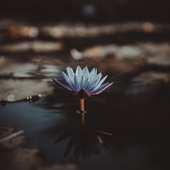 Lotus Heart Tarot Avatar