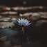 ncQqfO63ufQ-channel-avatar-Lotus Heart Tarot
