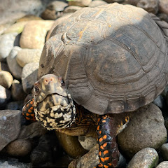 亀と植物となにか。アイコン画像