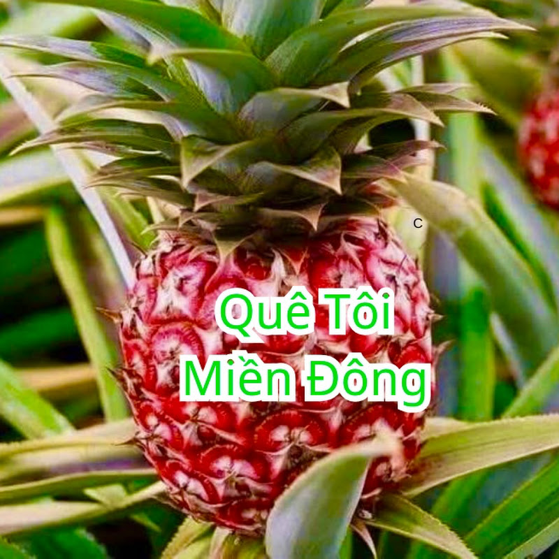 QUÊ TÔI MIỀN ĐÔNG