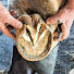 MJUmI5AIGcM-channel-avatar-Kate Barefoot Hoof Care
