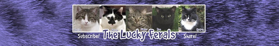 Lucky Ferals YouTube channel avatar