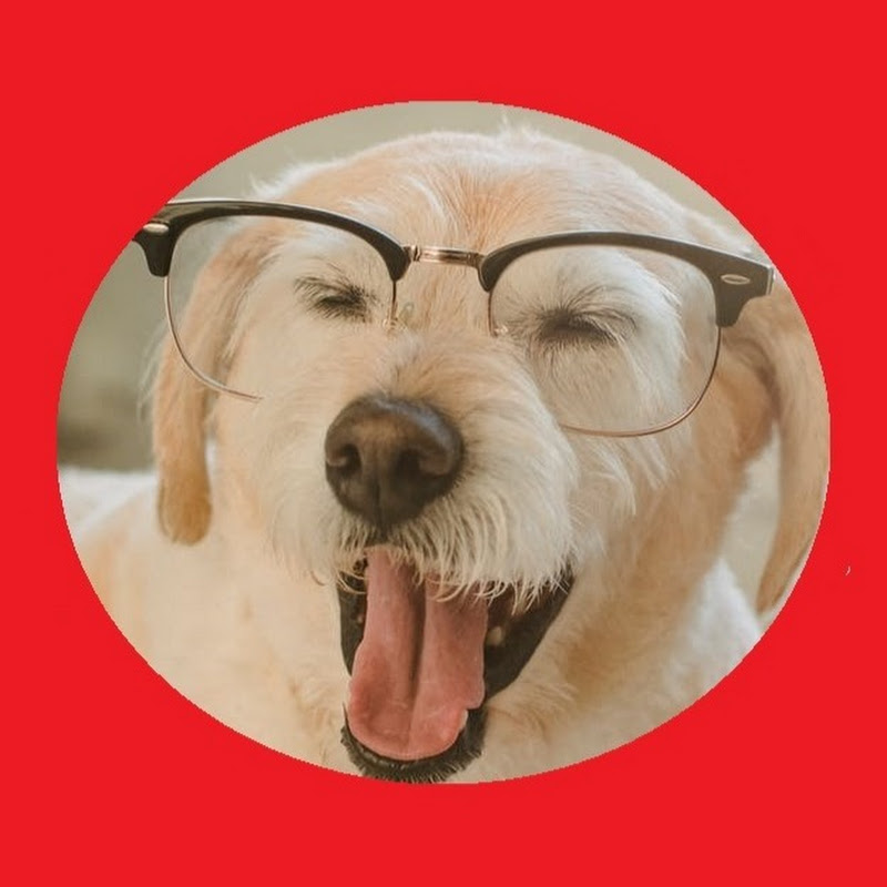SUPER FUNNY CUTE 🐶 DOGS & 😻 CATS TOP SHORTS  icon