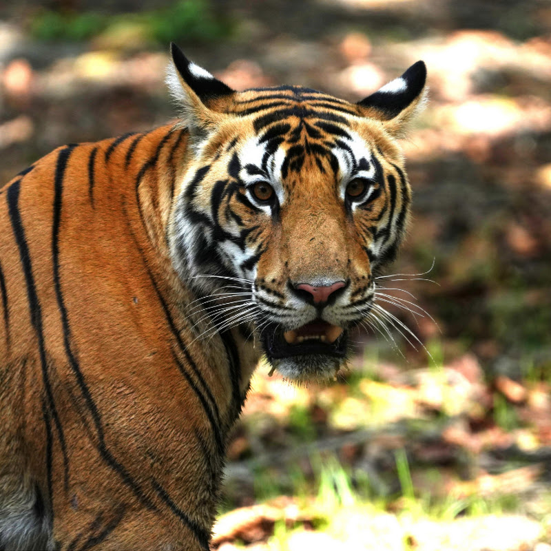 Tigers and Birds of India