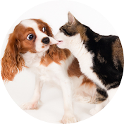 俺、猫。リターンズ