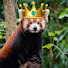 Mih2Yhe5Tuc-channel-avatar-Emperor Redpanda