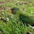 Rajasthan Birds