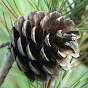 gamerpinecone logo