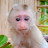 Cute Monkey Susu