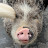 @DahPigIsAround's avatar