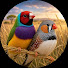 HOYBXIX0cJg-channel-avatar-littlebirdaviary