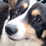 2Sln1B_rWpE-channel-avatar-にくきゅうさわるなpaw pads