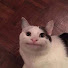 JoiUoGo6WWw-channel-avatar-PetDotExe