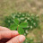 @LuckyLeafNote