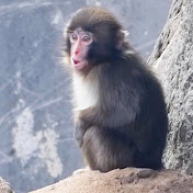 Japan Animal Life