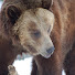 z3UxVhNcsgc-channel-avatar-Yellowstone Tours