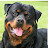 For The Love Of Rottweilers