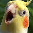 W73ET4F5_g8-channel-avatar-Cockatiel eating 