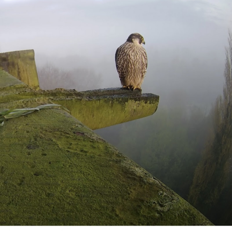 KirkbyPeregrines logo