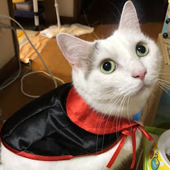 まこのしん