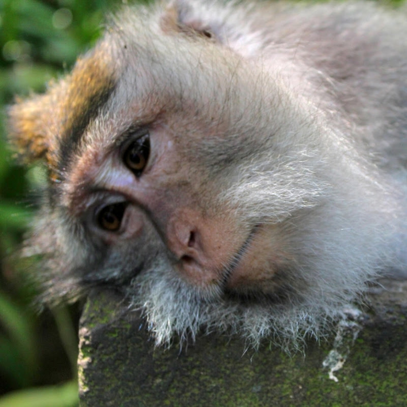 Golumolu ,, গোলুমোলু