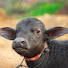 dgxn-4AzzUs-channel-avatar-Pilania Dairy farm
