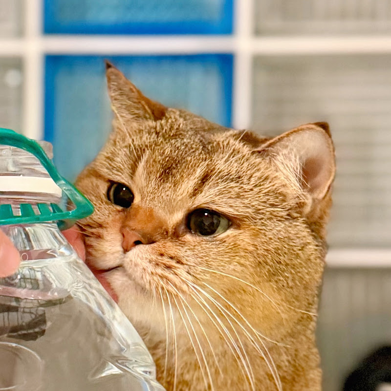 咪咪故事(豬咪) Logo