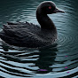 Black Swan in a DarkPool - @BlackSwaninaDarkPool - Youtube