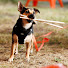 enRPuMQtOv8-channel-avatar-Iggy’s Pawsome Travels