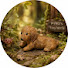 3RHqYeFRwso-channel-avatar-PINO's Tiny World
