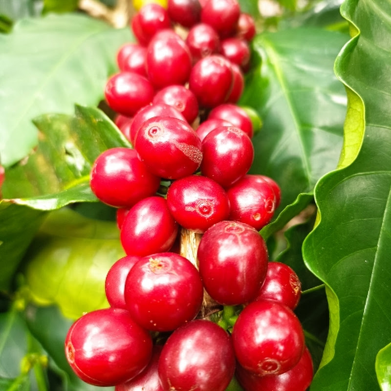 CAFÉ Y ALGO MÁS ☕
